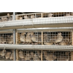 Quail Cages.